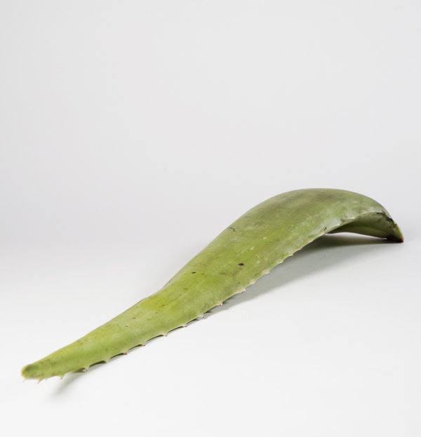Aloe Leaf